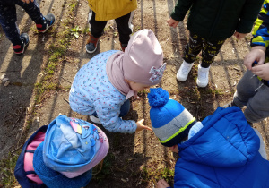Dzieci obserwują owady